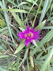Carpobrotus glaucescens