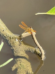 Perithemis