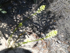 Stackhousia aspericocca