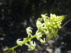 Stackhousia aspericocca