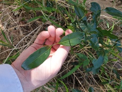 Cryptocarya triplinervis