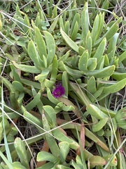 Carpobrotus glaucescens