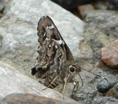 Codatractus arizonensis