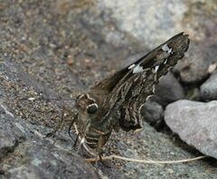 Codatractus arizonensis