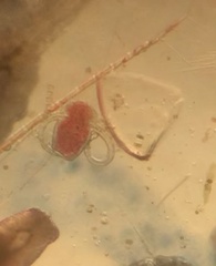 Miozoa