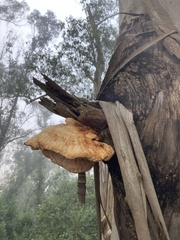 Laetiporus gilbertsonii