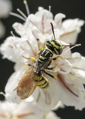 Philanthus multimaculatus