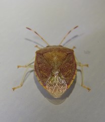 Menida spectabilis