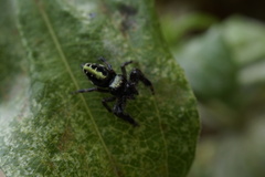 Paraphidippus