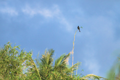 Dicrurus macrocercus harterti