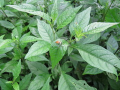 Diabrotica limitata
