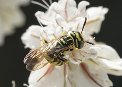 Philanthus multimaculatus