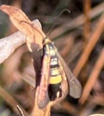 Carmenta pyralidiformis