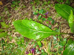 Packera toluccana