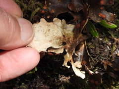 Peltigera polydactylon