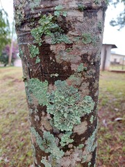 Parapiptadenia rigida