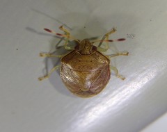 Menida spectabilis