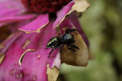 Paraphidippus