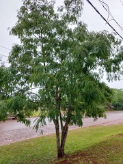 Parapiptadenia rigida