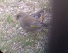 Chloris chloris