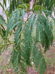 Parapiptadenia rigida