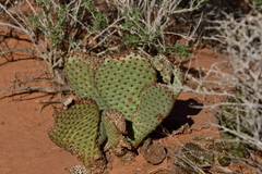 Opuntia basilaris basilaris