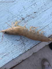 Penaeus