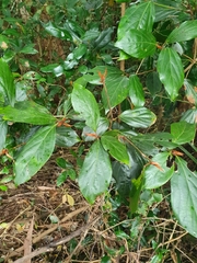 Neolitsea dealbata