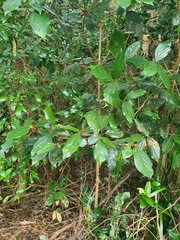 Neolitsea dealbata