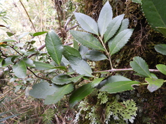 Laureliopsis philippiana