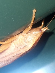 Pyrgocorypha uncinata