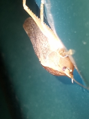 Pyrgocorypha uncinata