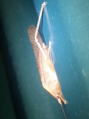 Pyrgocorypha uncinata