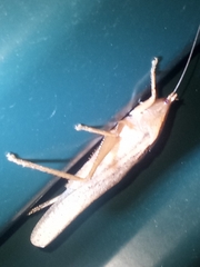 Pyrgocorypha uncinata