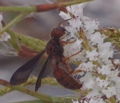 Cerceris bicornuta
