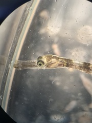 Leptonotus blainvilleanus