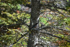 Poecile hudsonicus
