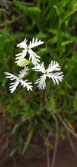Schizopetalon