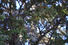 Poecile hudsonicus