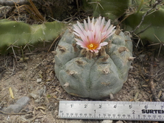 Lophophora williamsii