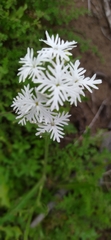 Schizopetalon