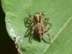 Leptofreya