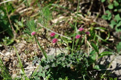 Thalictrum rubescens
