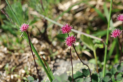 Thalictrum rubescens
