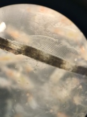 Leptonotus blainvilleanus