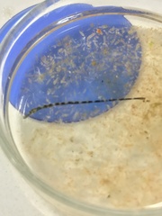 Leptonotus blainvilleanus