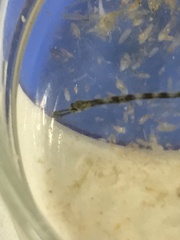 Leptonotus blainvilleanus