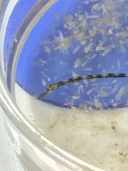 Leptonotus blainvilleanus