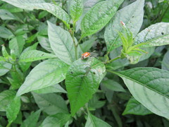 Diabrotica limitata