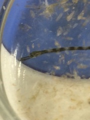 Leptonotus blainvilleanus